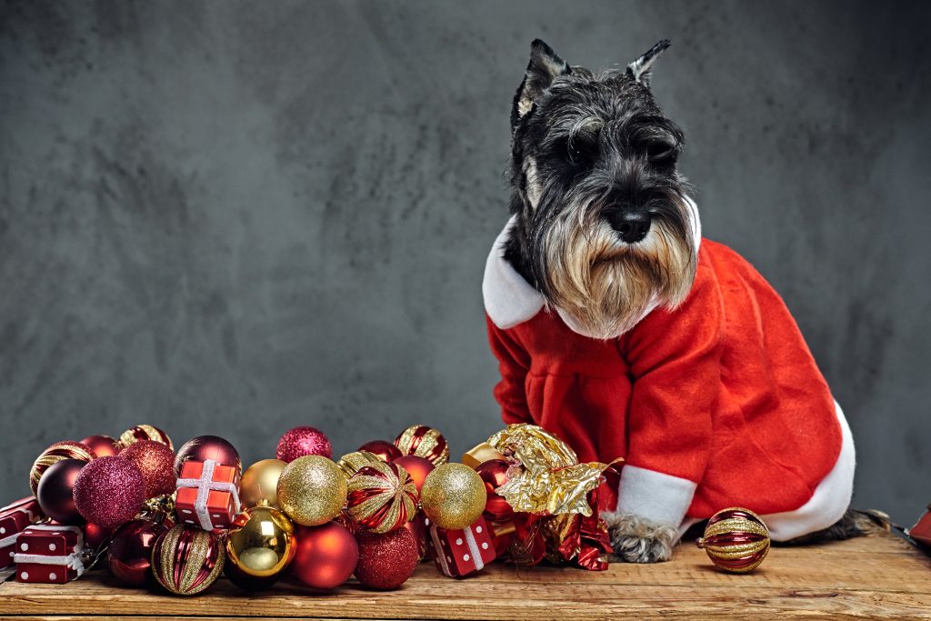 Alimentos premium para mascotas