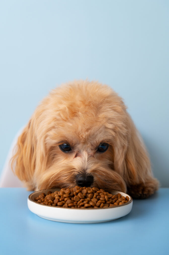 Comida natural para mascotas: ¿moda o necesidad en el canal profesional?