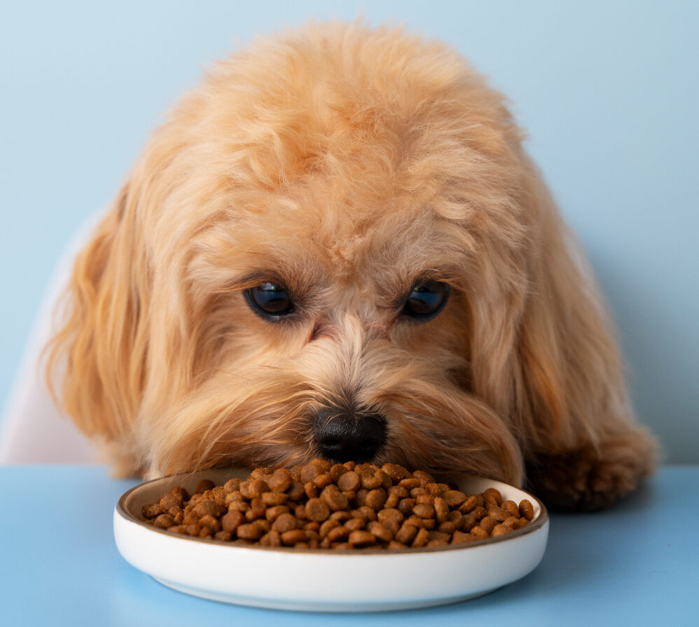 Comida natural para mascotas: ¿moda o necesidad en el canal profesional?