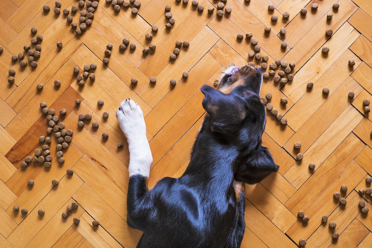 Comida de perros: claves para elegir la mejor según su edad y necesidades